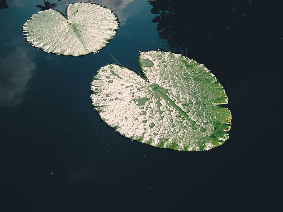 lake, lily pad, leaf, water, sun, reflection, pond, plant, float HD wallpaper