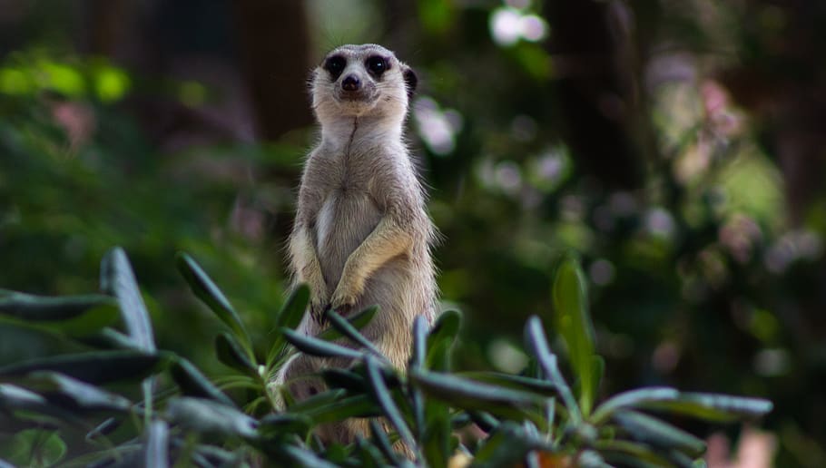animal wildlife, animals in the wild, one animal, mammal, plant HD wallpaper