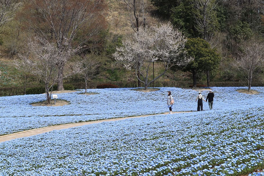 landscape, park, spring, nemophila, flowers, wood, cherry blossoms HD wallpaper