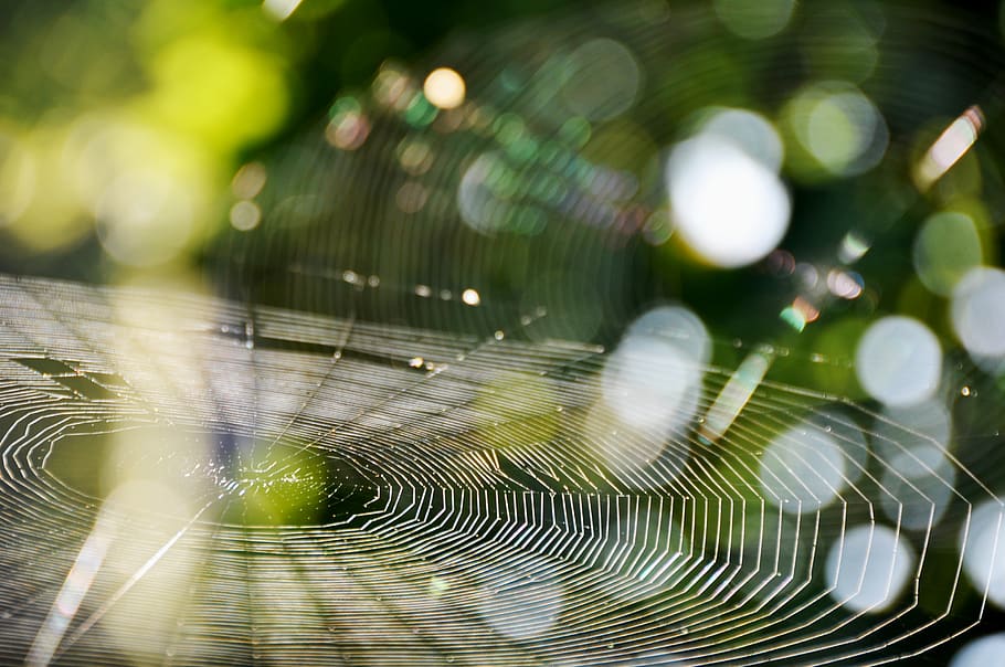 spider web, autumn, morning, autumn morning, sunlight, green HD wallpaper
