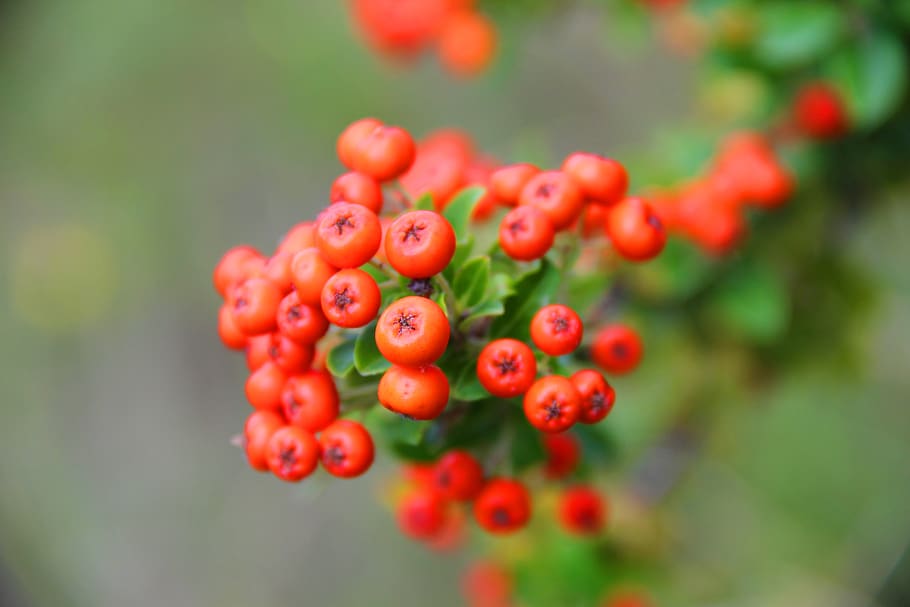 nature, and, its, product, food, food and drink, fruit, berry fruit HD wallpaper