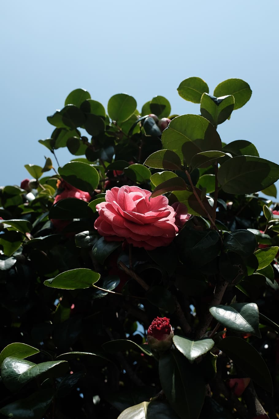 pink rose in bloom, plant, flower, beauty in nature, flowering plant HD wallpaper