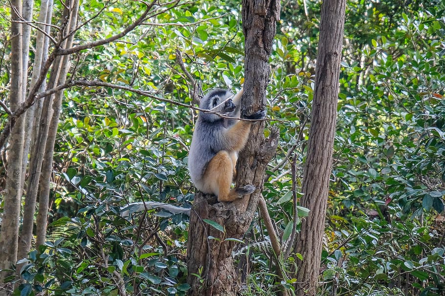 koala bear on tree, jungle, land, flora, vegetation, plant, forest HD wallpaper
