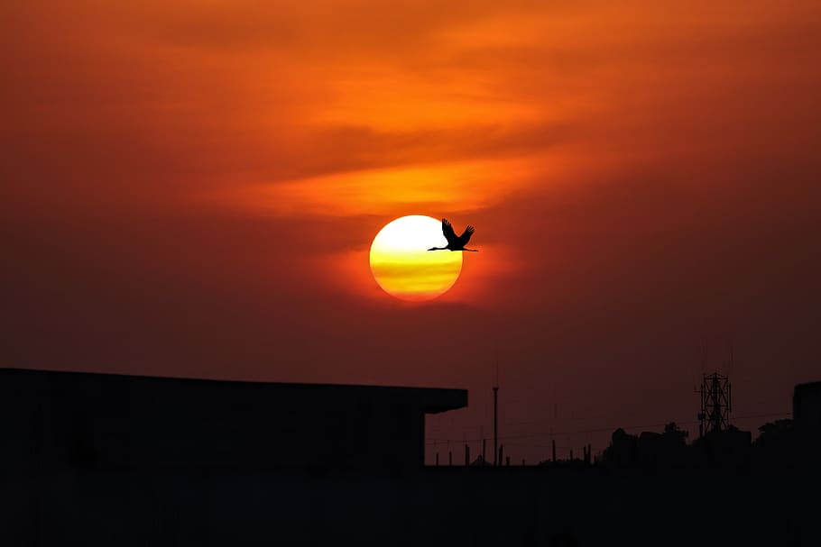 sunset, bird, sky, silhouette, orange color, beauty in nature HD wallpaper