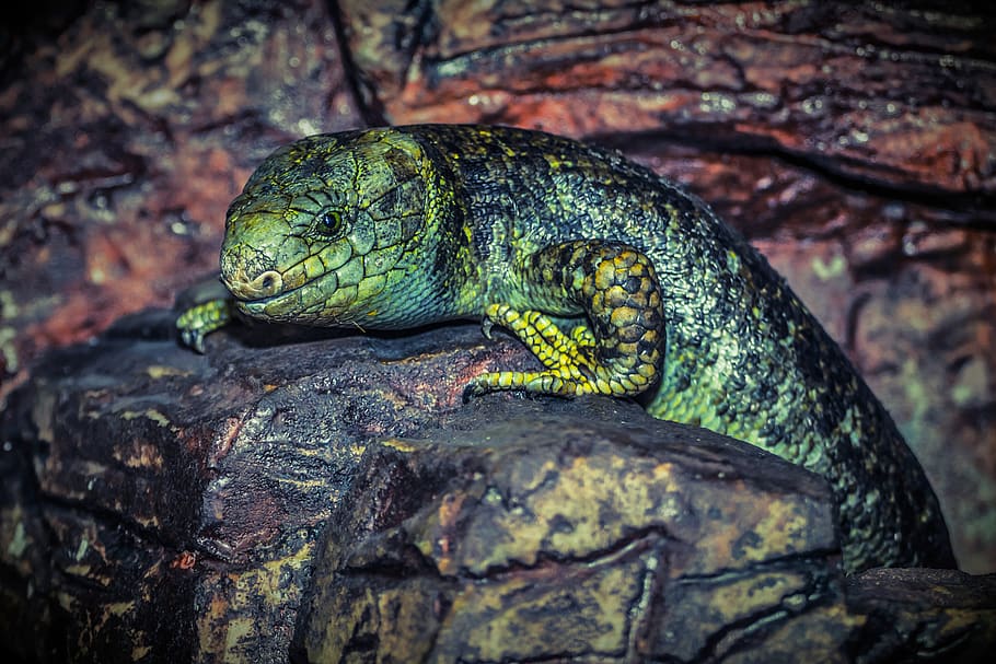 Black and Green Blue Tongue, animal, lizard, nature, rocks, animal themes HD wallpaper