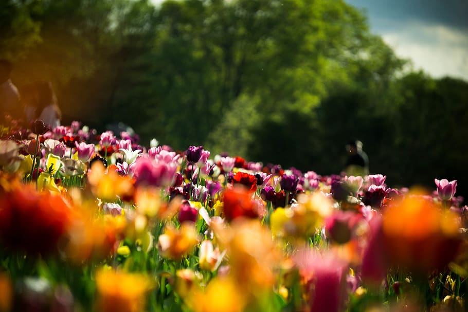 flowering plant, freshness, selective focus, growth, fragility HD wallpaper