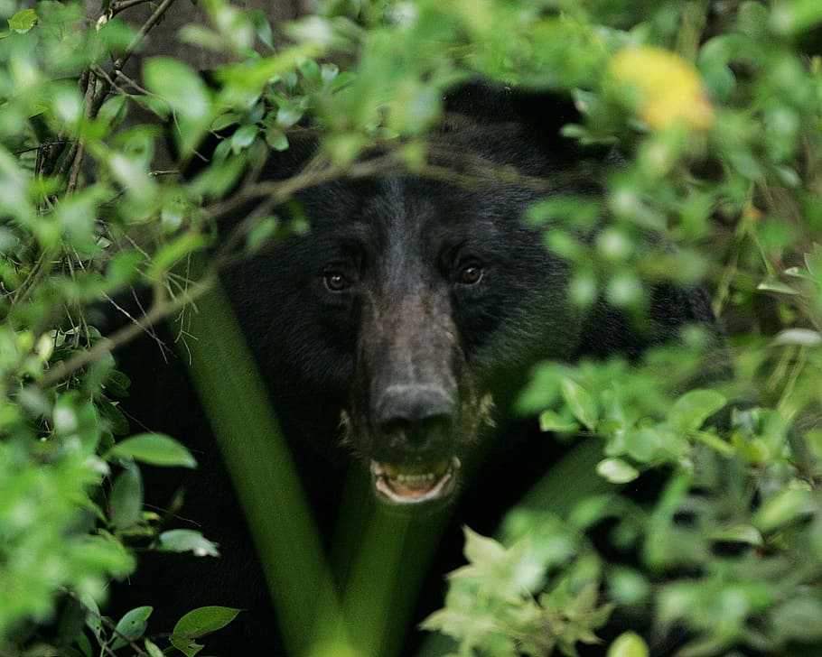 black, wild, bear, animal, nature, jungle, one animal, animal themes HD wallpaper