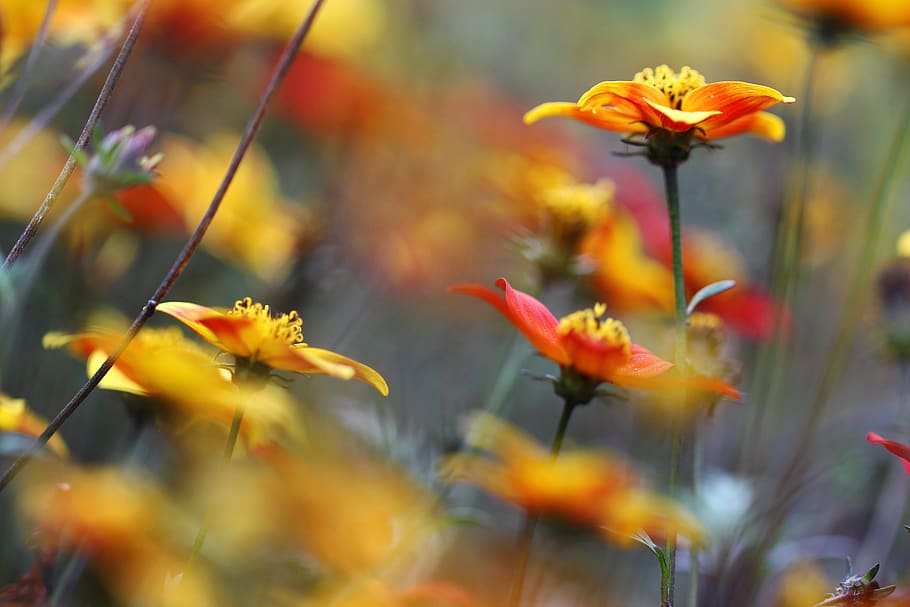 flowers, macro, close-up, autumn, colorful, flowering plant HD wallpaper