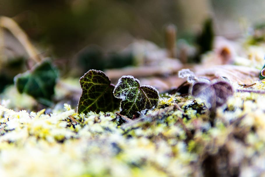 ivy, frost, forest, nature, winter, frozen, cold, ivy leaf HD wallpaper
