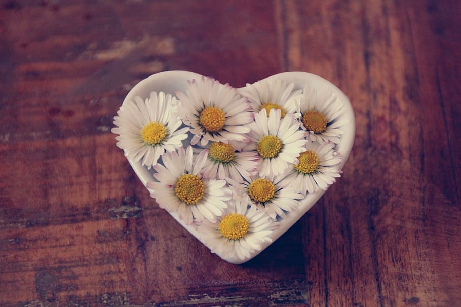 daisy, heart, love, romantic, thank you, symbol, flowers, deco HD wallpaper