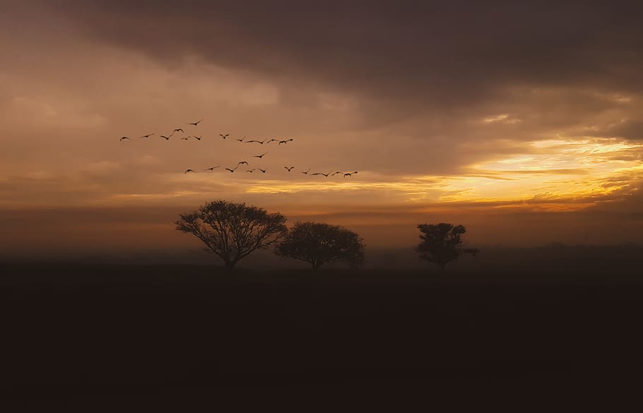 Silhouette of Trees during Golden Hour, backlit, clouds, dark HD wallpaper