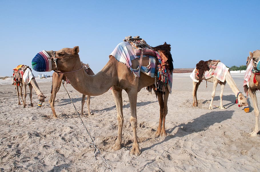 camel, qatar, desert, locomotion, group, animals, domestic animals HD wallpaper