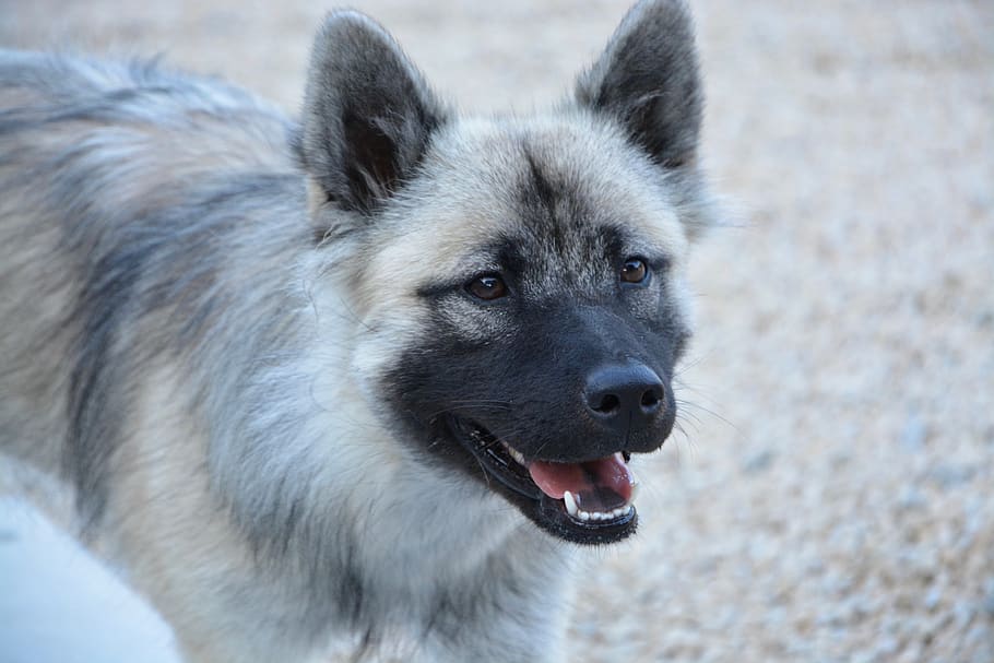 dog, bitch, dog eurasier, bitch nova, young bitch, animal companion HD wallpaper