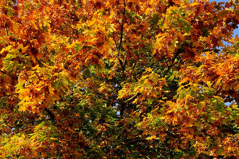 autumn, tree, leaves, discoloration, colorful, nature, landscape HD wallpaper