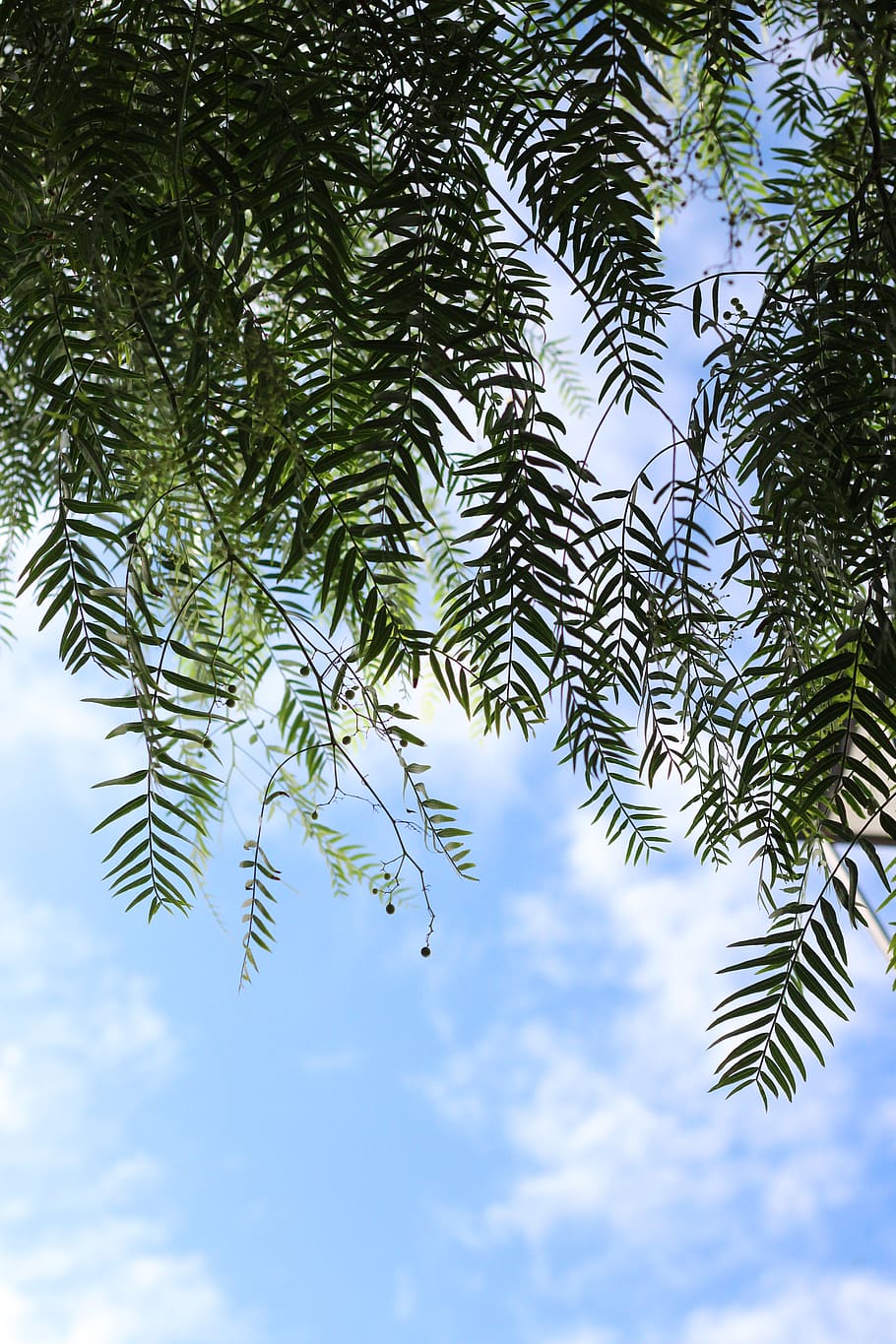 lanzarote, canaries, trees, street, island, photo, life, sky HD wallpaper