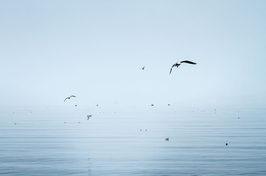 birds flying above ocean, animal themes, animal wildlife, vertebrate HD wallpaper