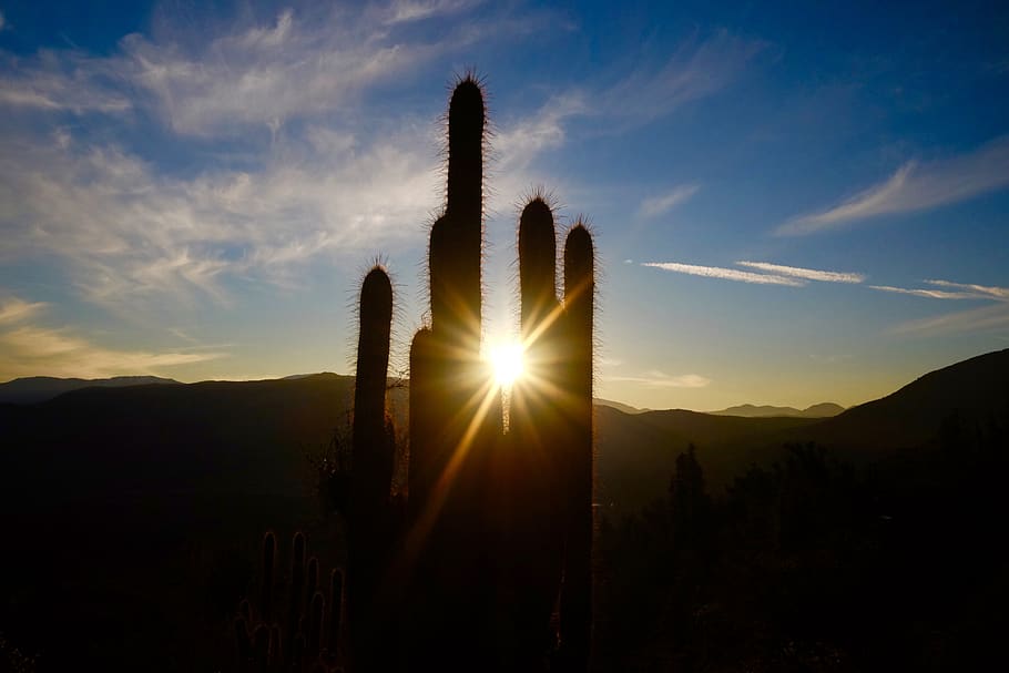 sunray through cactus, flare, sky, cacti, desert, silhouette HD wallpaper