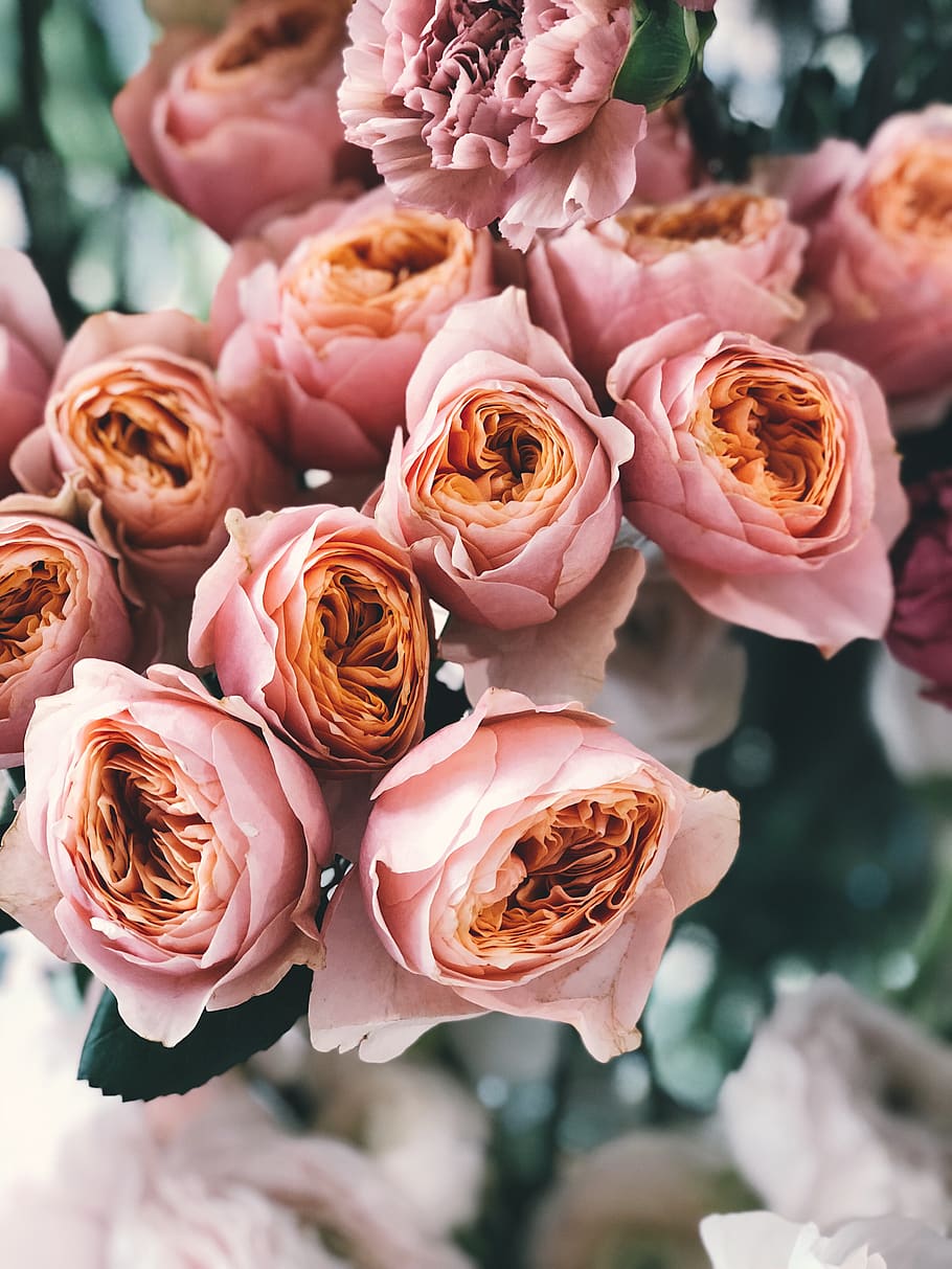 Pink Rose Flower Bouquet, anniversary, beautiful, blooming, blossom HD wallpaper