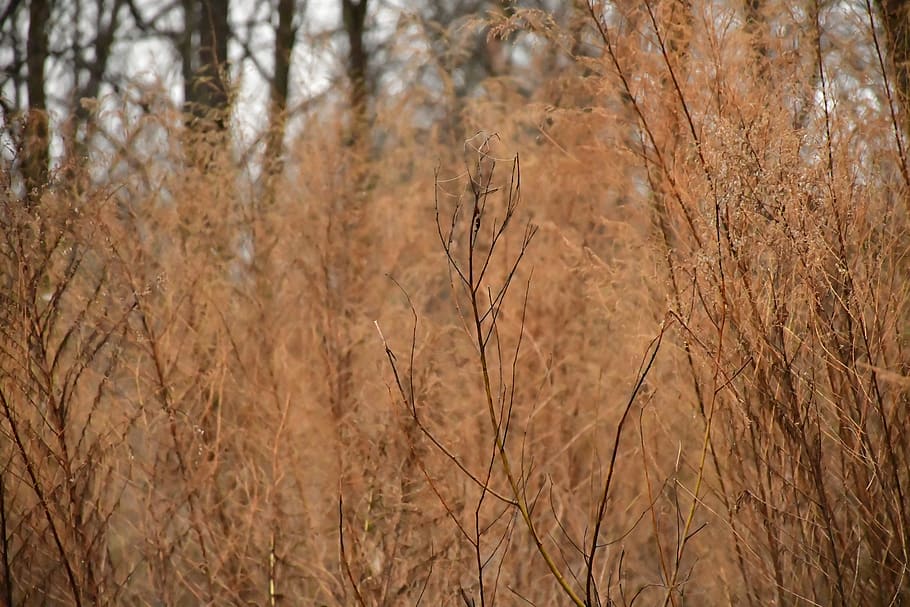 tree, plant, grass, animal, vegetation, apparel, clothing, conifer HD wallpaper