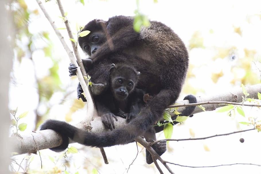 monkey, animal, pet, wildlife, tree, plant, nature, branch HD wallpaper