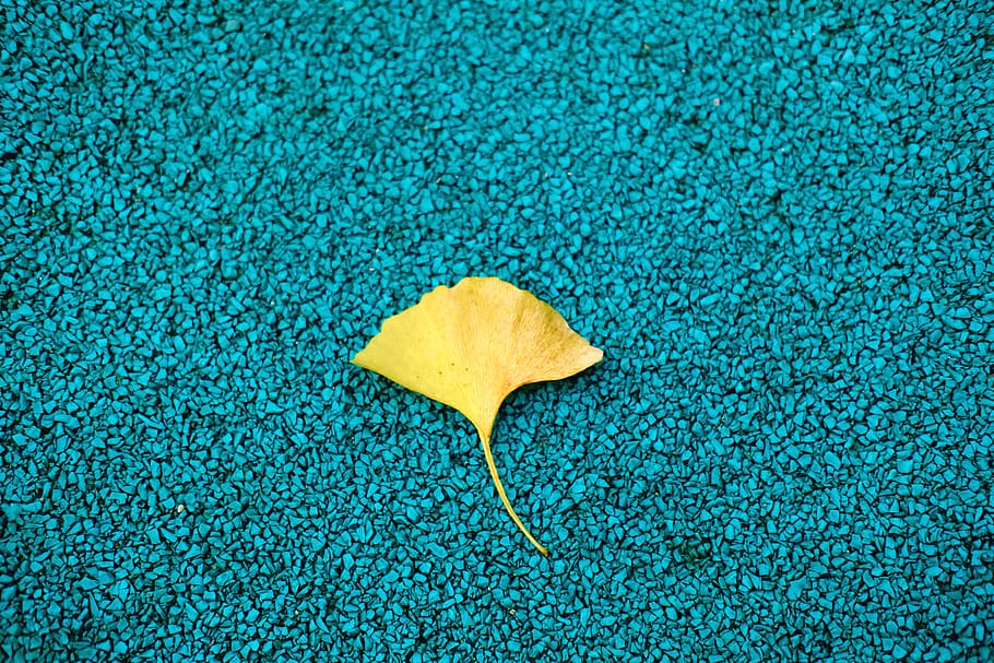 yellow leaf, finger, flora, plant, maple leaf, blossom, petal HD wallpaper