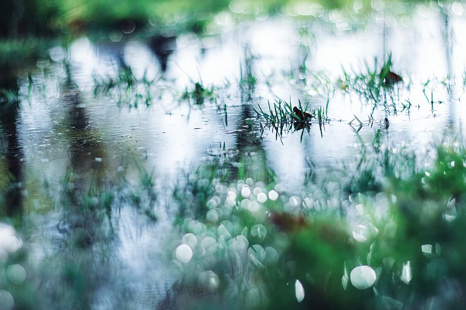 grass, spring, water, wet, selective focus, plant, no people HD wallpaper