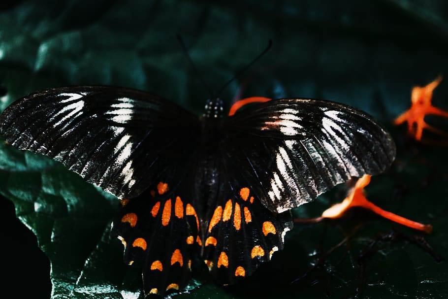 butterfly, close-up, dark, insect, lepidoptera, macro, monarch HD wallpaper