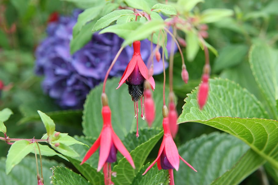 bee, hydrangea, fuchsia, leaf, plant part, invertebrate, insect HD wallpaper