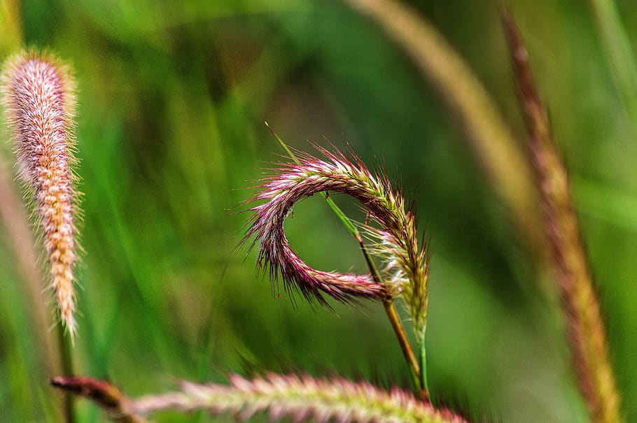 grass, weed, plant, nature, green, harvest, marijuana, narcotic