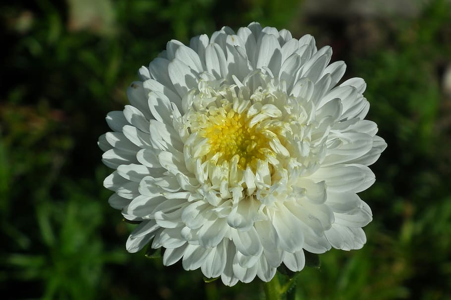 flower, aster, white, garden, summer, closeup, nature, flowering plant, HD wallpaper