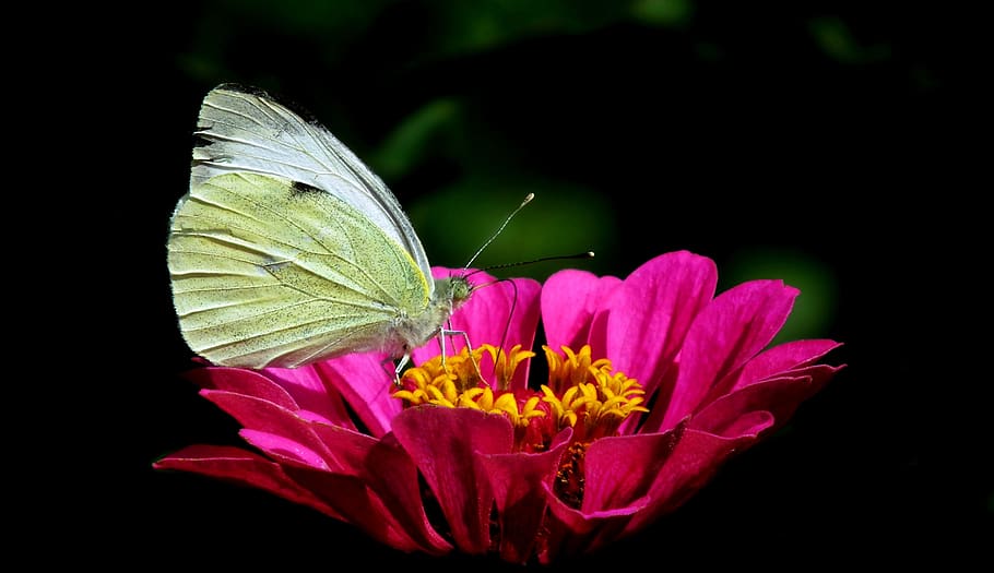 butterfly, bielinek, insect, flower, nature, summer, zinnia HD wallpaper