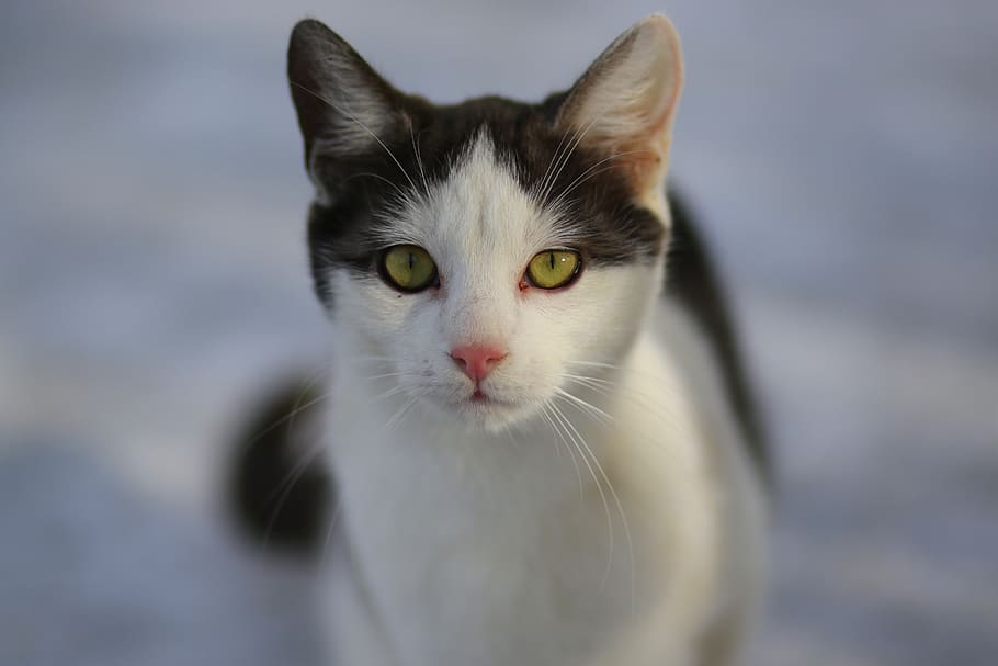 cat, white, black, pet, cute, beauty, about, pets, domestic HD wallpaper