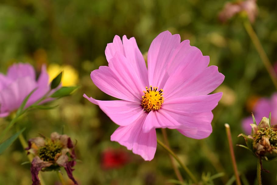 nature, flower, flora, summer, garden, pink, sweet, bloom, meadow HD wallpaper