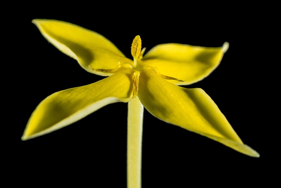Close Up Photo 4 Petaled Flower, bloom, blossom, close-up, plant HD wallpaper