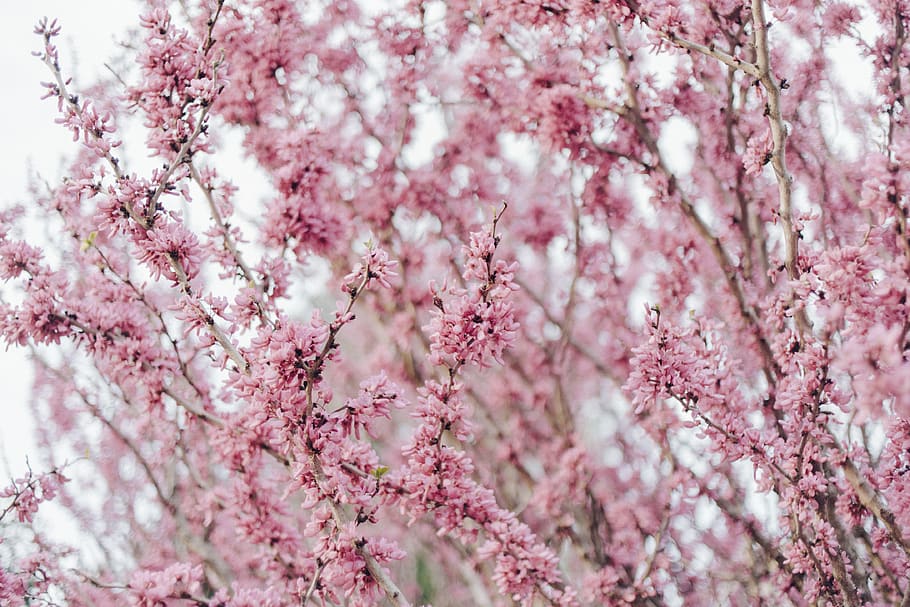 gardens, nature, tree, blooms, blossom, fuschia, magenta, purple HD wallpaper