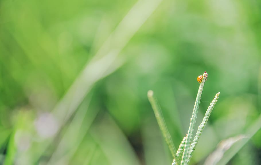 Micro Photograph of Brown Bug on Grass, blur, bright, close-up HD wallpaper