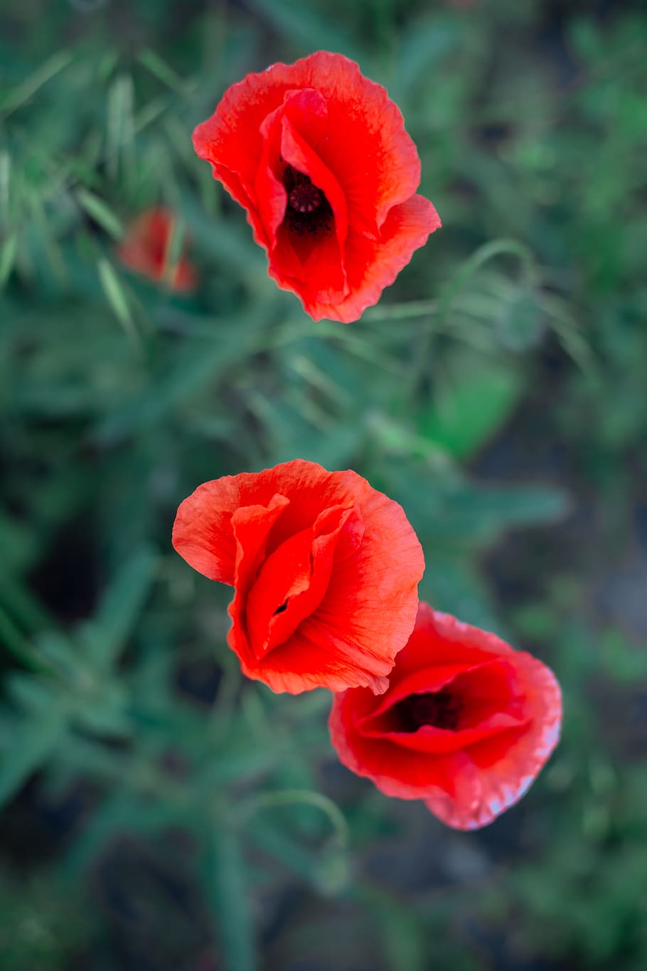 plant, geranium, blossom, flower, rose, poppy, petal, pollen HD wallpaper
