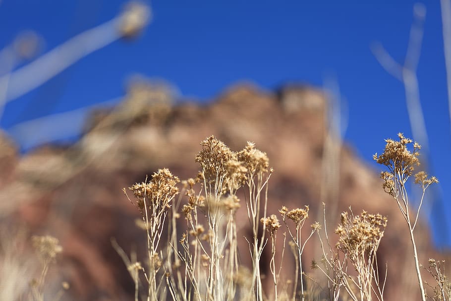 landscape, nature, grass, redrock, red rock, plant, growth HD wallpaper