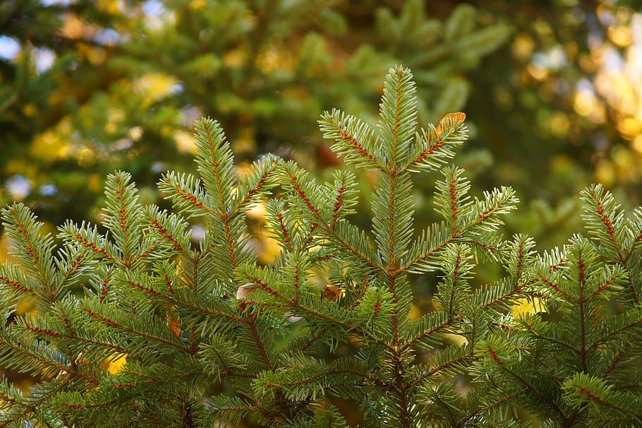 tree, coniferous, sprig, spruce, nature, needles, branch, forest HD wallpaper