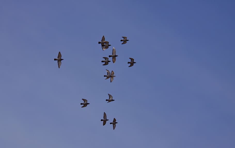 the pigeons, sky, blue, flight, birds, expensive, flying, formation HD wallpaper