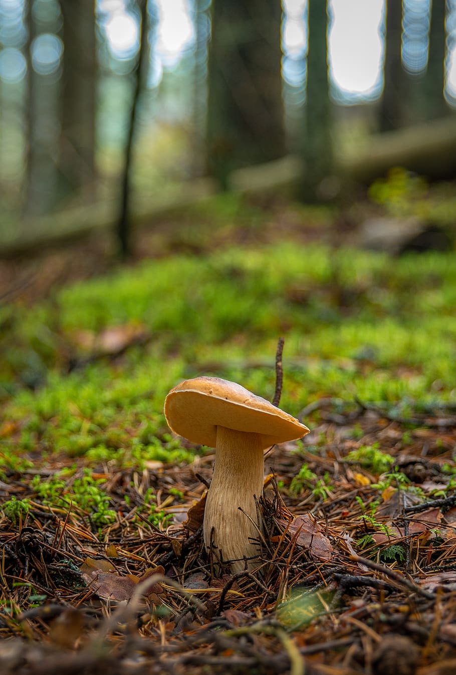 Shallow Focus Photo of Mushroom in Ground, Boletus, color, daylight HD wallpaper