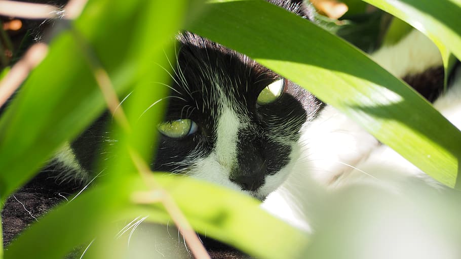 cat, feline, domestic cat, animal themes, one animal, leaf HD wallpaper