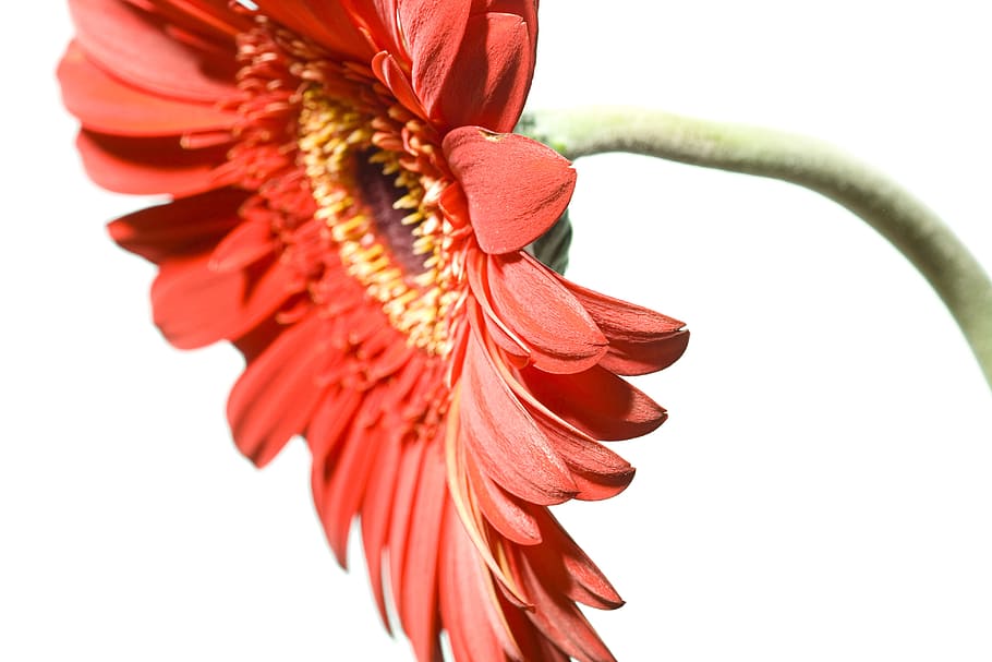 white, isolated, flower, closeup, detail, flora, floral, flores HD wallpaper