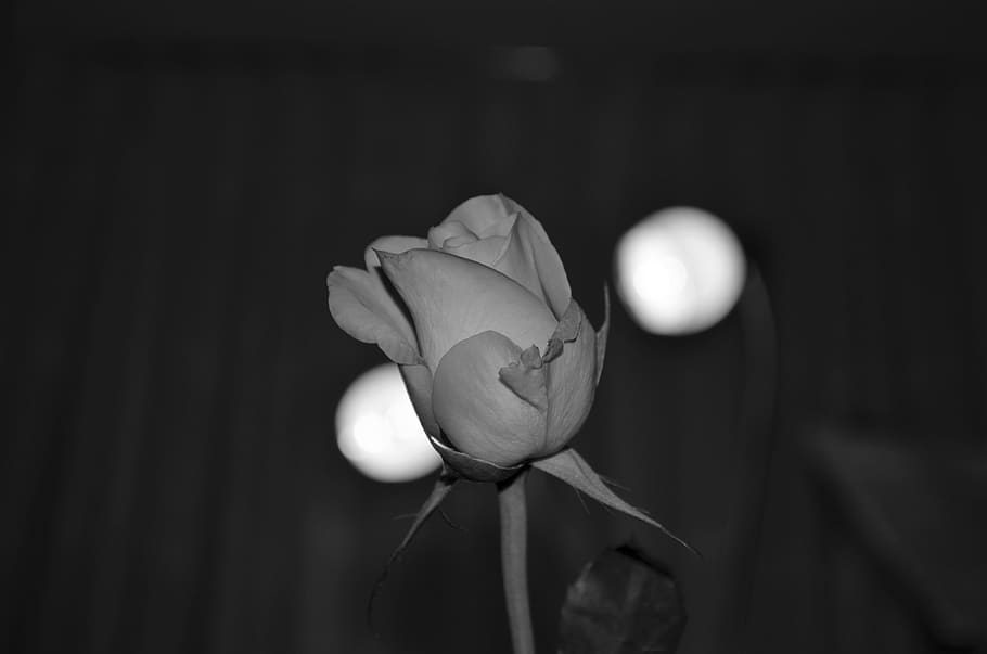 rose, roses, flower, dark, flowers, love, vulnerability, flowering plant HD wallpaper
