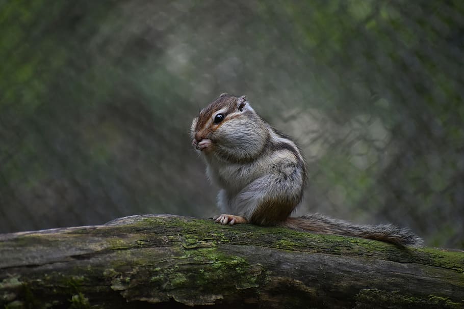animal, squirrel, chipmunk, wild animal, natural, landscape HD wallpaper