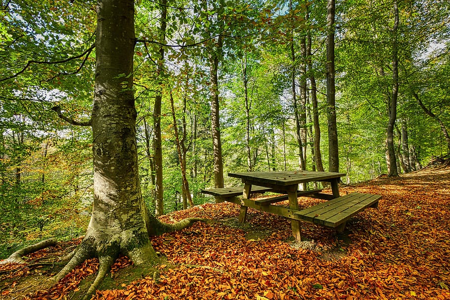 forest, bank, table, wood, leaves, autumn, landscape, nature HD wallpaper
