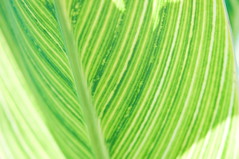 green leaf, plant, bright, texture, line, light green, macro detail HD wallpaper
