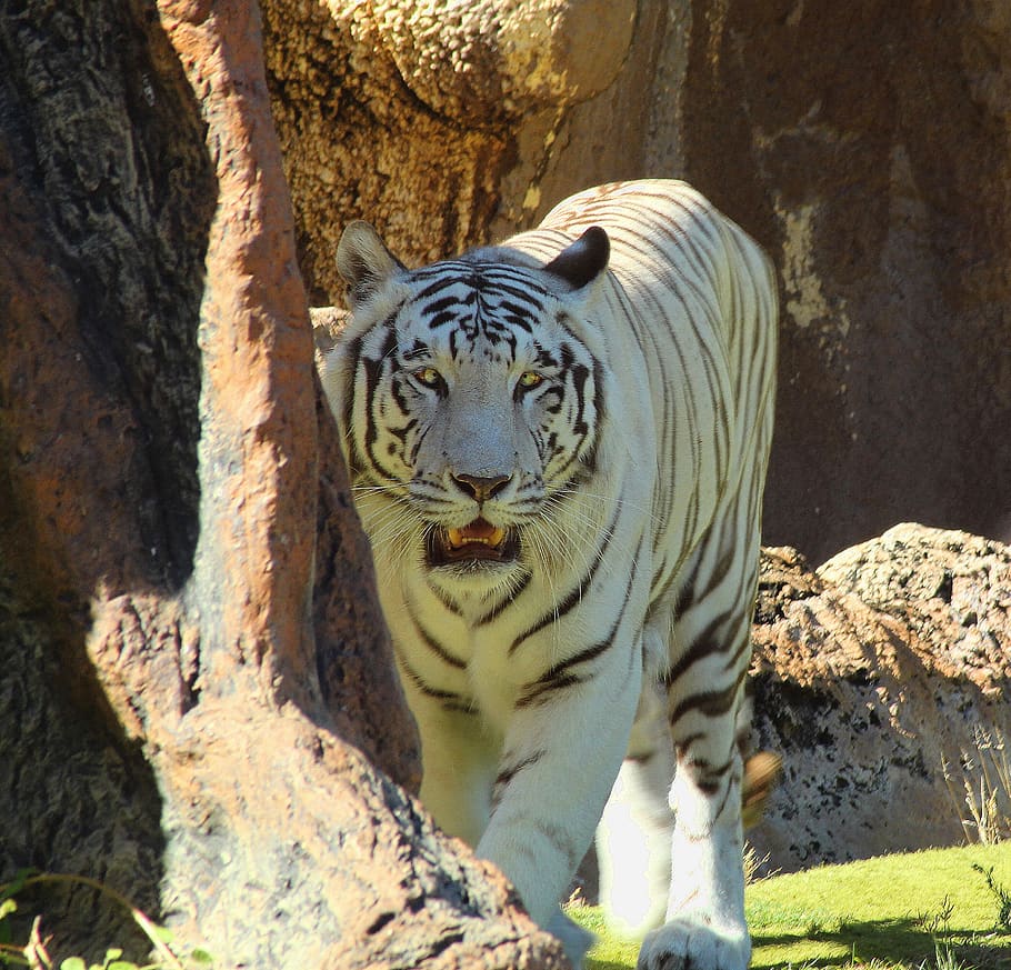 tiger, hunts, dangerous, threatening, white, zoo, camouflage HD wallpaper