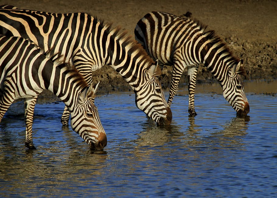 three zebras drinking water on river, wildlife, animal, mammal
