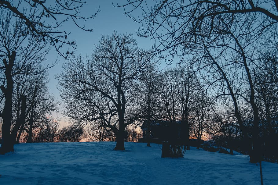 sunset, light, trees, sihouettes, shadow, snow, winter, cold HD wallpaper